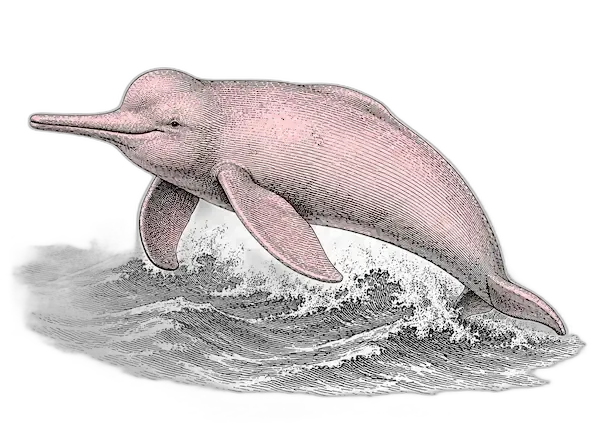 Pink river dolphin engraving style | Amazon Jungle Trips