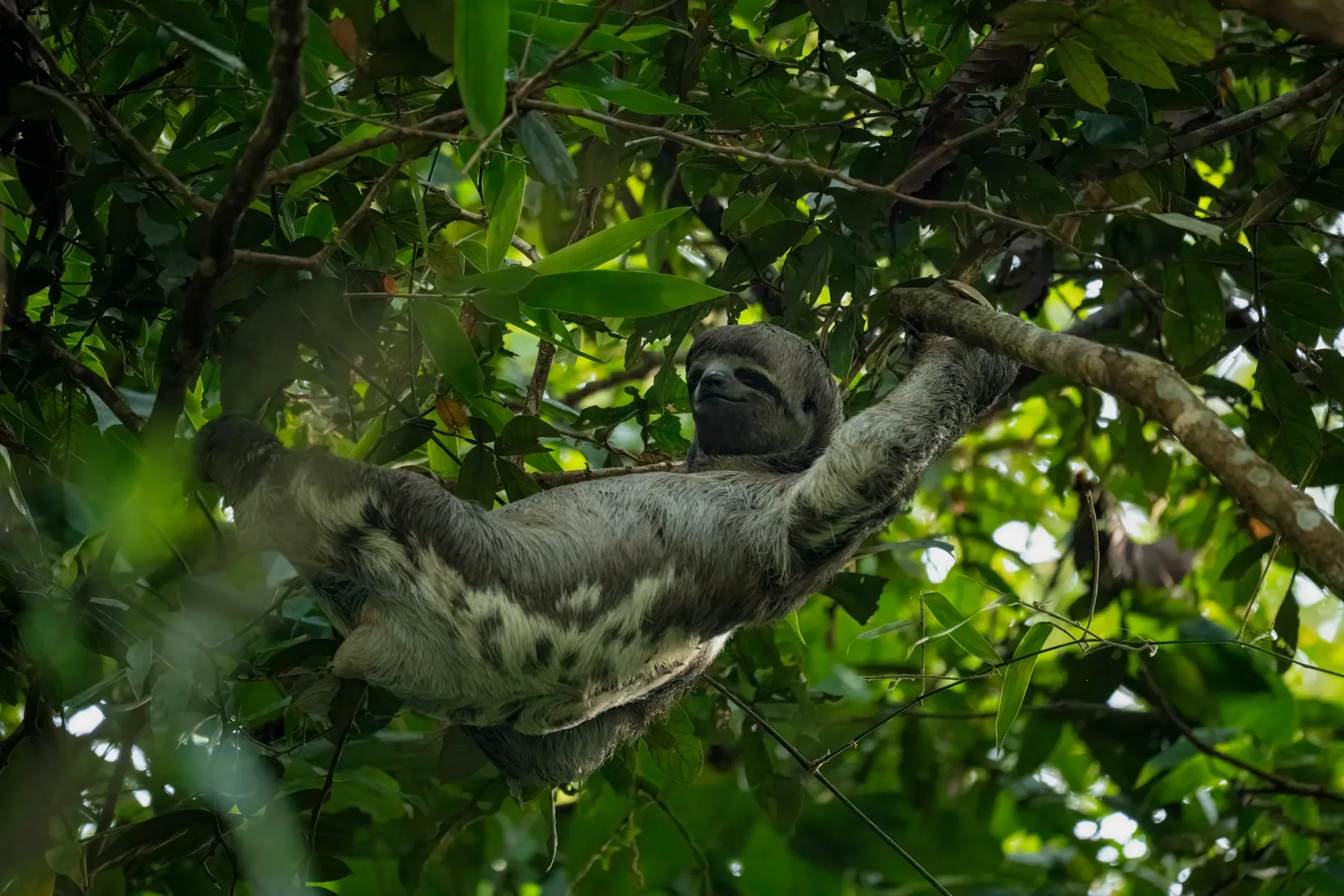 Sloth near the Zacambú River | | Amazon Jungle Trips