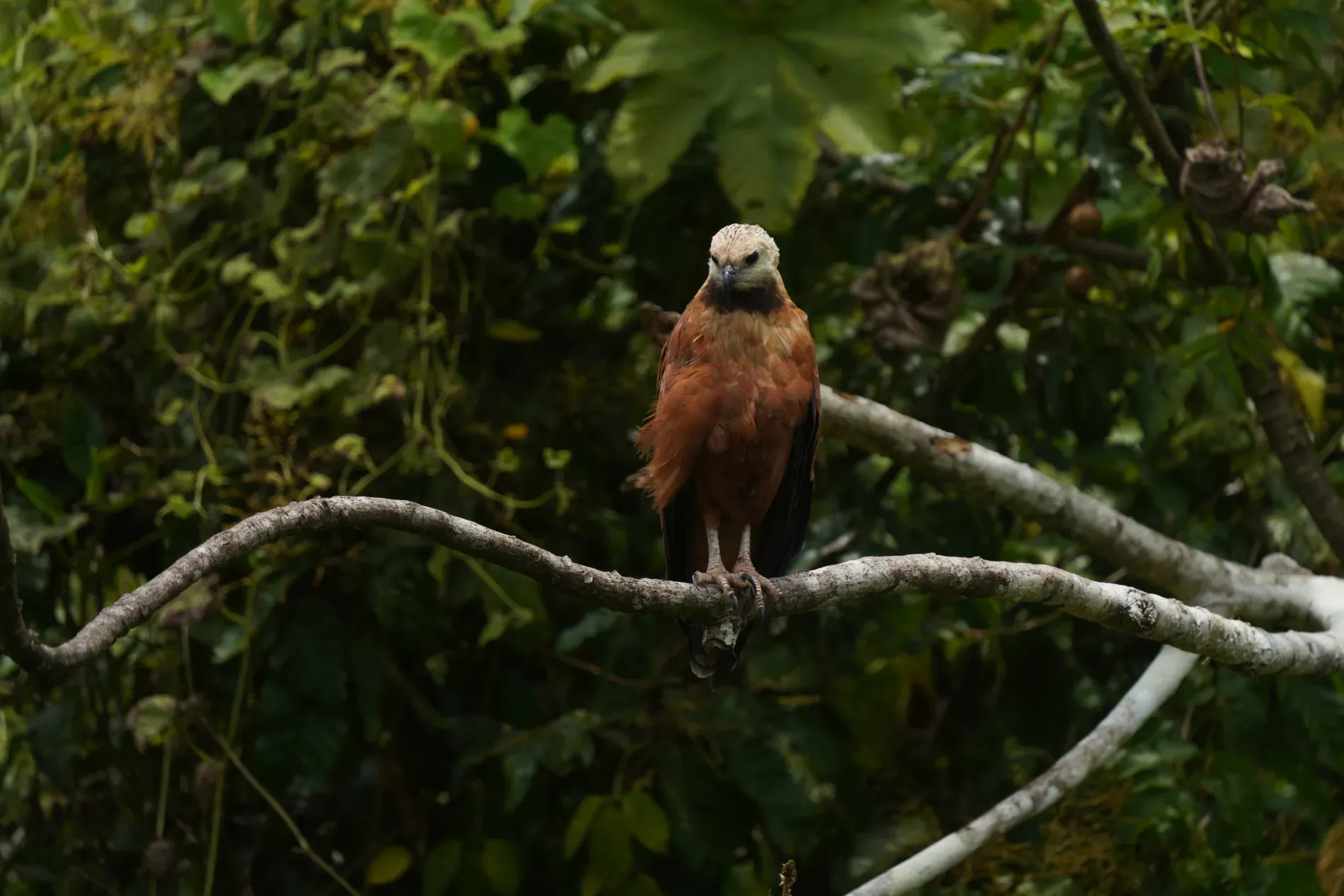 Eagle perched on a branch beside the Zacambú River in Leticia | | Amazon Jungle Trips