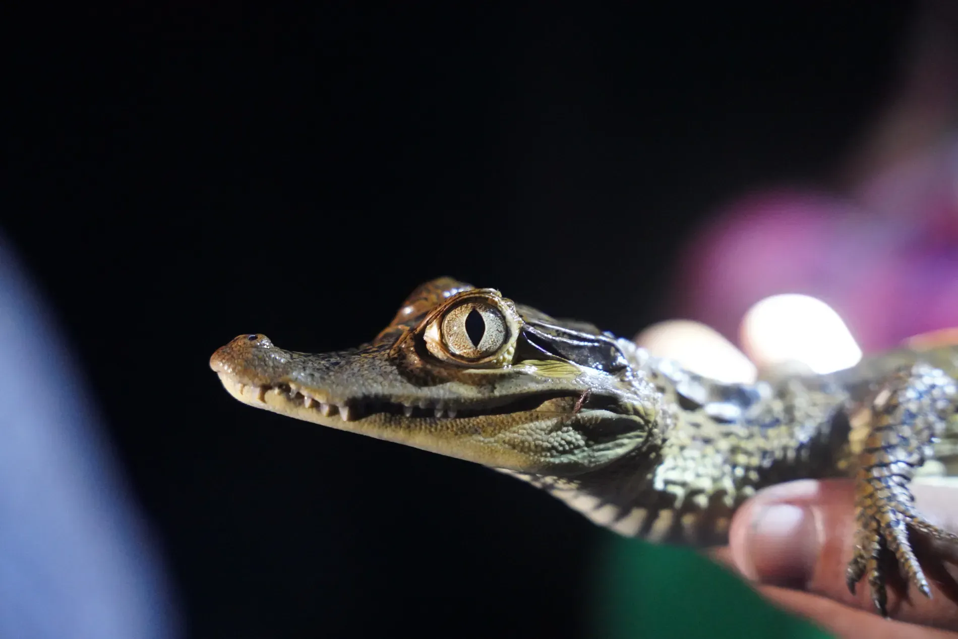 Caiman on the Zacambú River near Leticia | | Amazon Jungle Trips