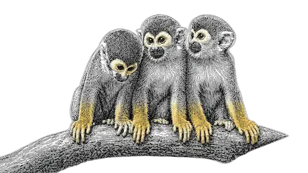Amazon monkeys engraving | Amazon Jungle Trips