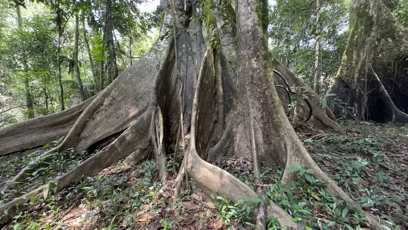 River boat navigation | Amazon Jungle Trips