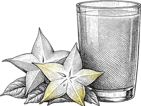 Carambola cocktail engraving style | Amazon Jungle Trips